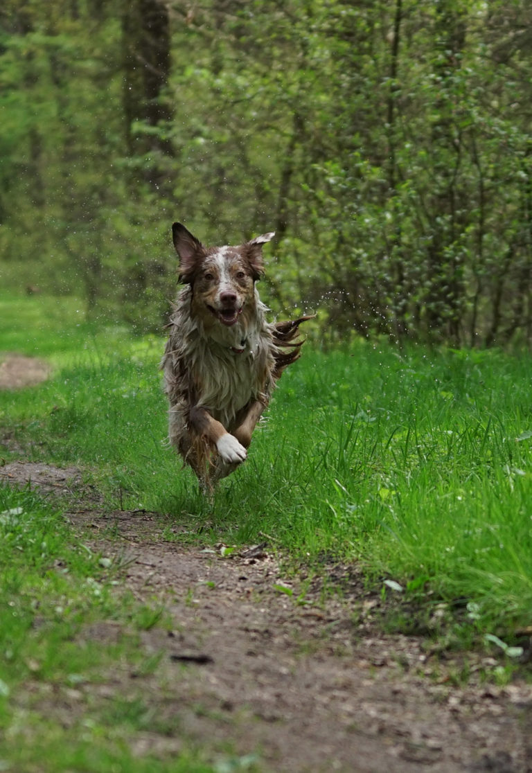 Hunde Fotoshooting Bielefeld Obersee