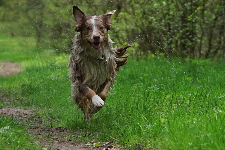 Hunde Fotoshooting Bielefeld Obersee