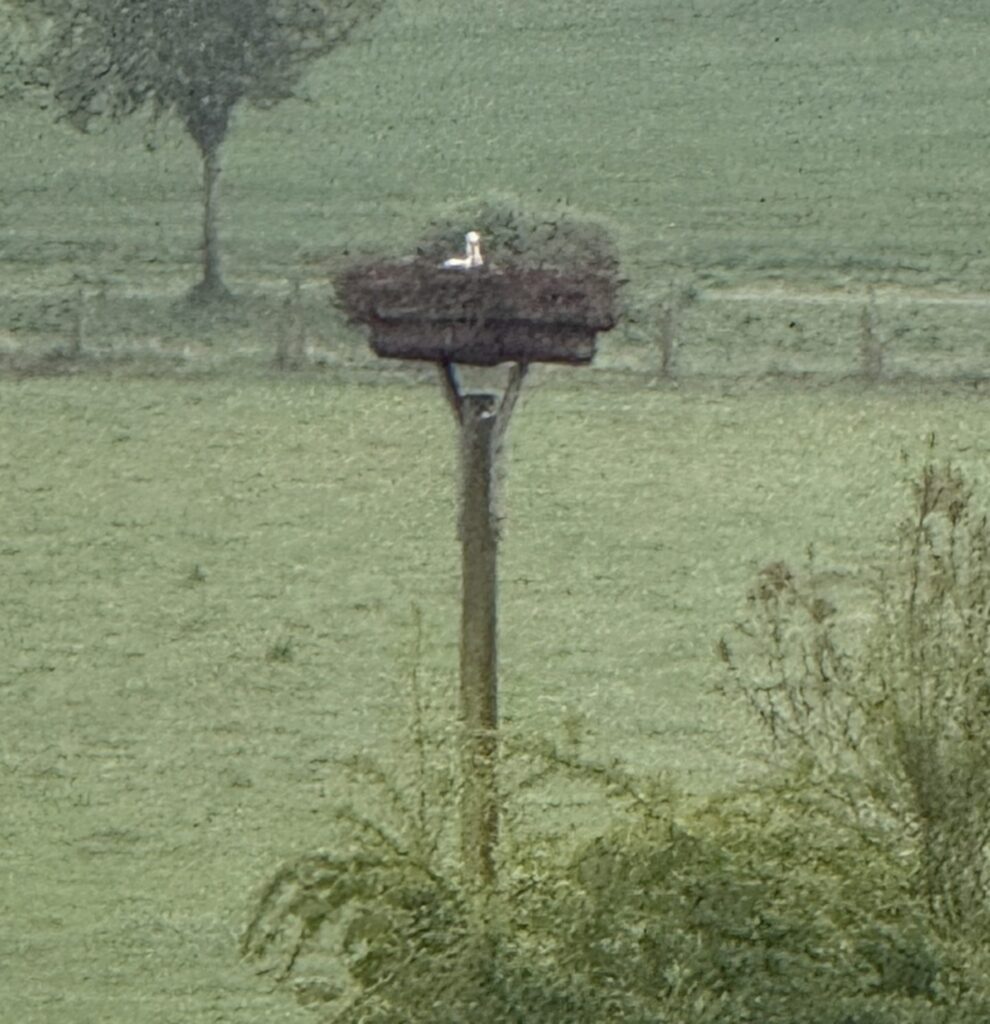 Storch Johannisbachaue Schildesche Bielefeld