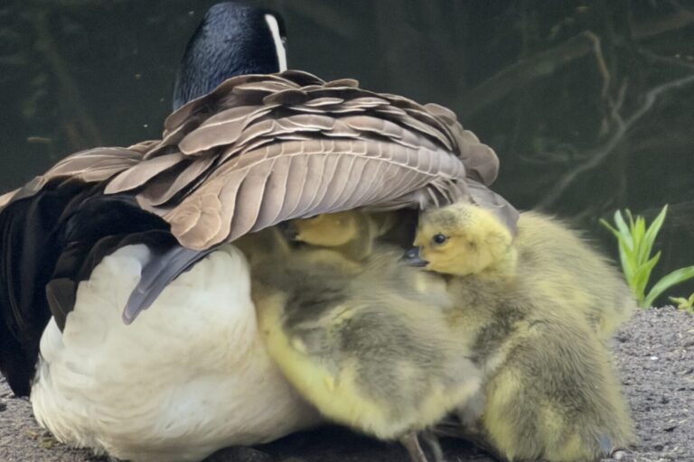 Tiere am Bielefelder Obersee, Schildesche Viadukt