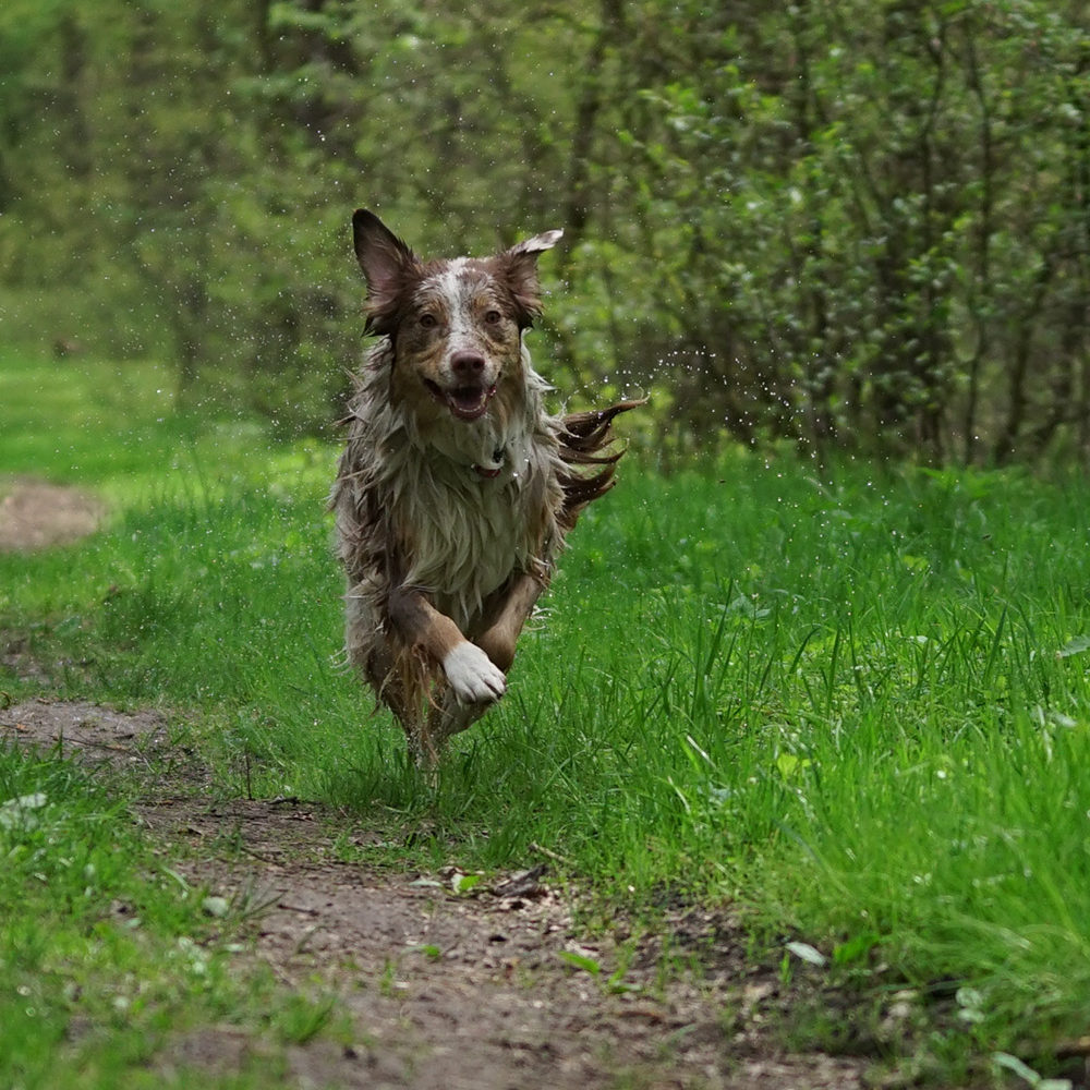 Hunde Fotoshooting Bielefeld Obersee